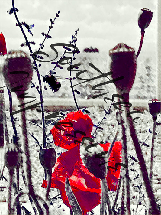 Solent Poppies