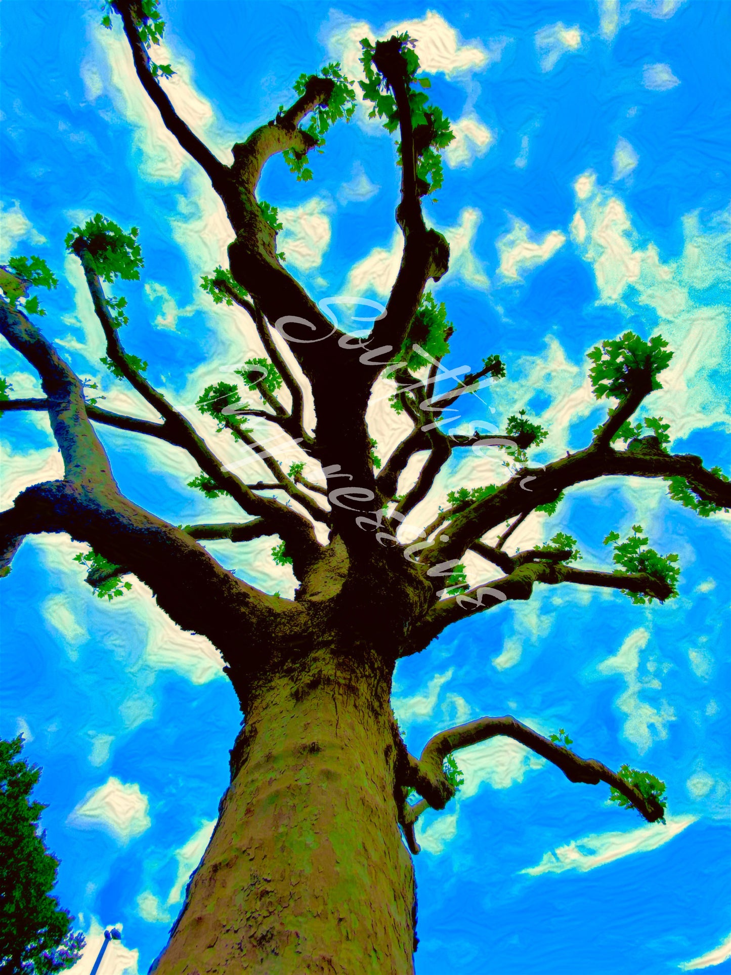 Southsea Baobab