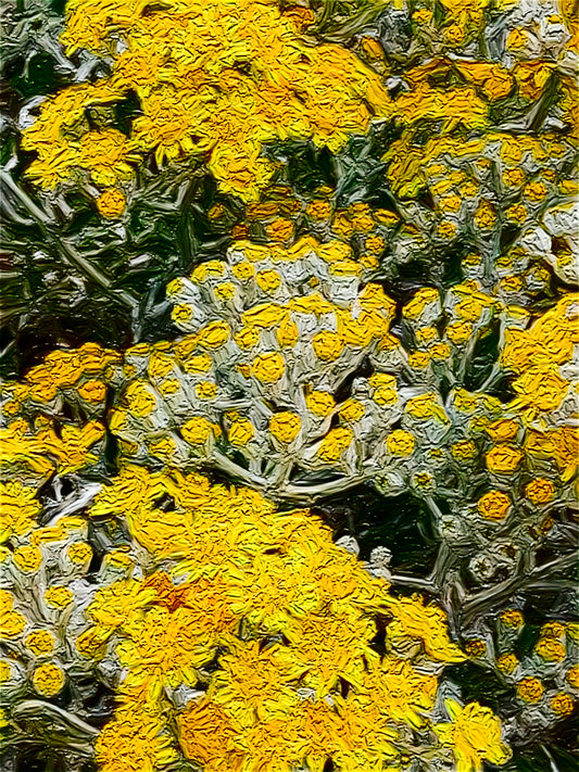 Dusty Miller