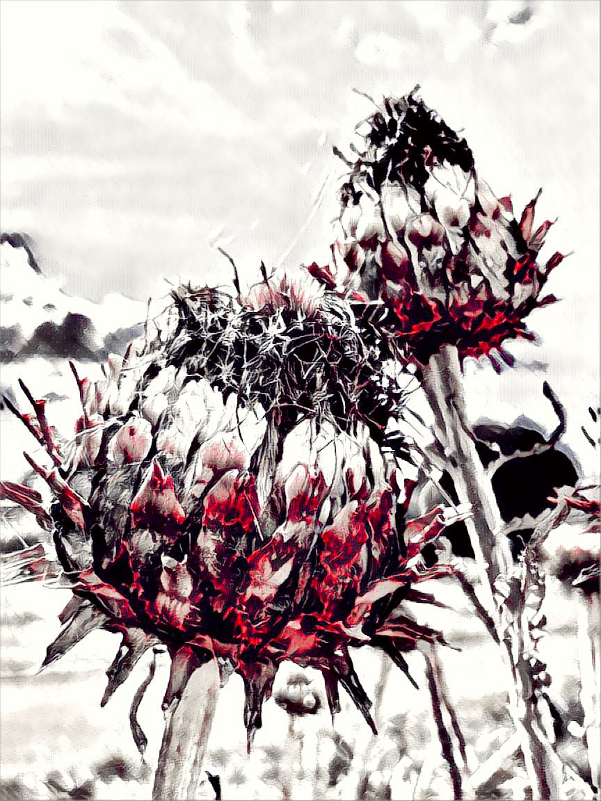 Red Artichoke