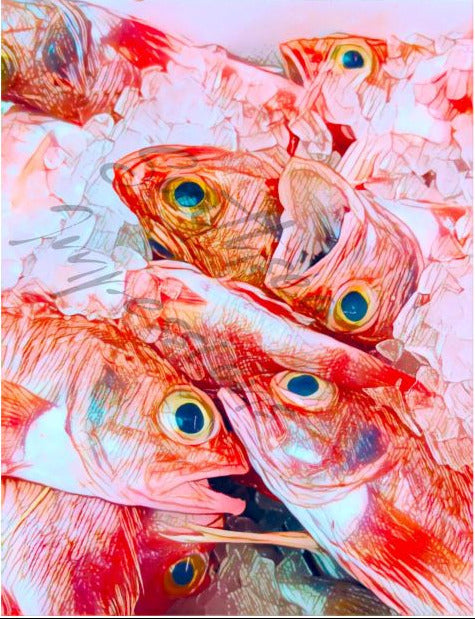Big Eyed Red Snapper