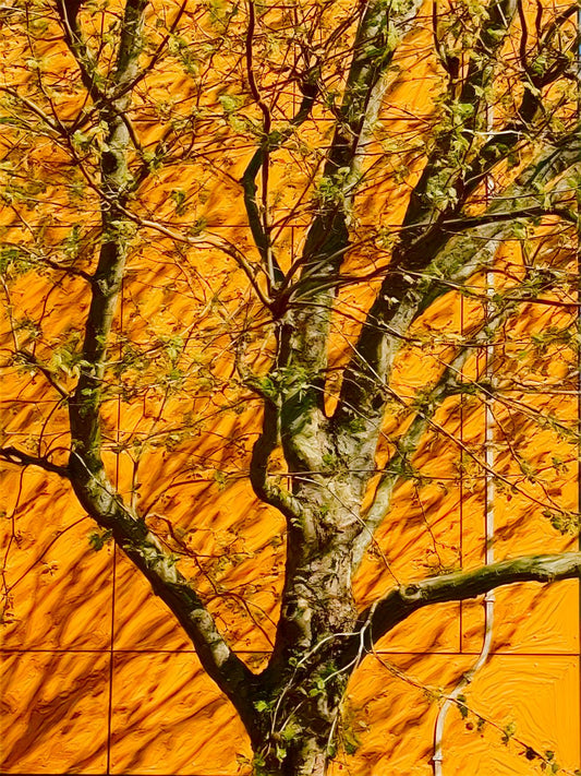 Orange Tree